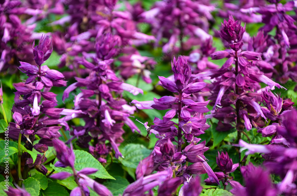 Obraz premium Purple salvia splendens in the park.