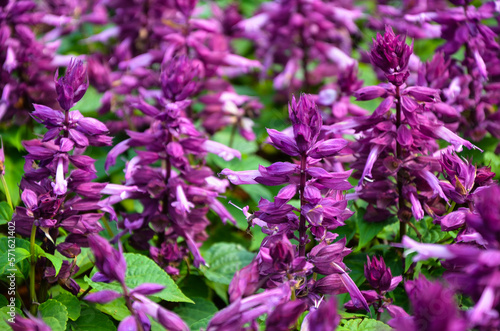 Purple salvia splendens in the park.