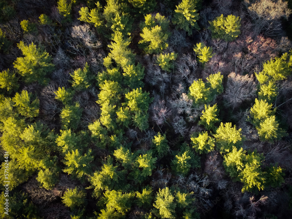 Birdseye view of a forest