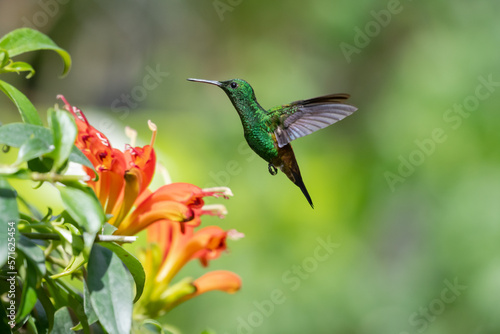 Copper-rumped hummingbird, Amazilia Tobaci, flying next to exotic orange flowers.