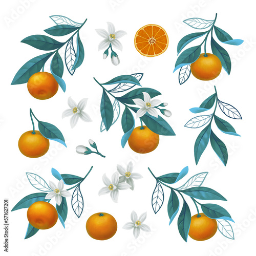 Hand painted illustration of orange tree branch. Perfect for posters, greeting cards, invitations, packaging design, stickers, stationery and other goods