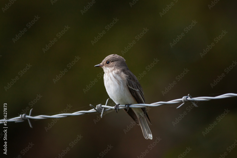 little bird watching around on wire, Spotted Flycatcher, Muscicapa striata little bird watching around on wire, Spotted Flycatcher, Muscicapa striata