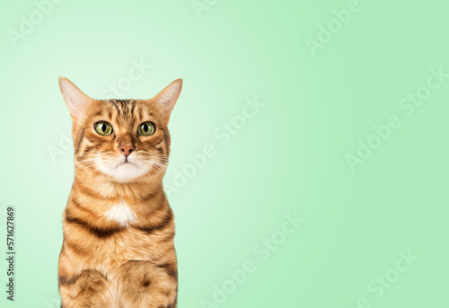 Funny cat face on a colored background.