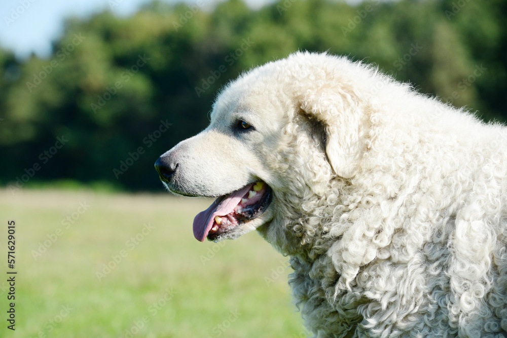 Head from the Dog Kuvasz. The livestock guardian dog looking on the pasture.