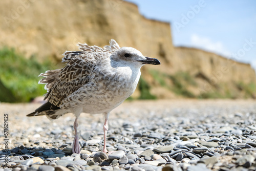A gray seagull on a sandy beach on a sunny summer day.