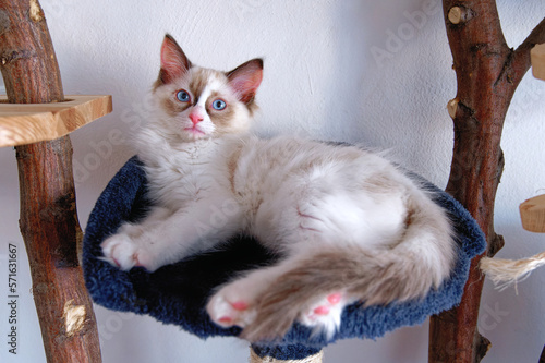 ragdoll cat on a chair