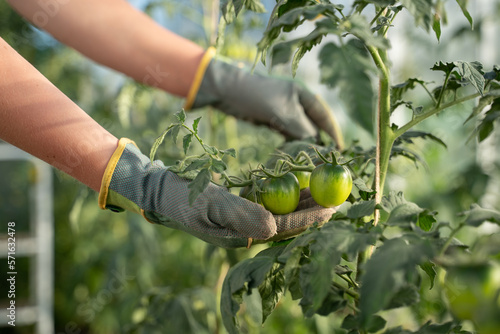 hand picking tomato