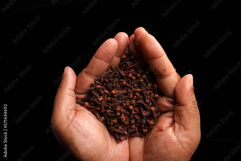 Asian dark skin top view two hand palm finger holding clove spice on black background Asian dark skin top view two hand palm finger holding clove spice on black background