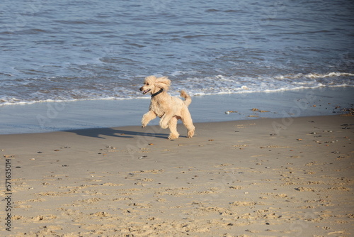 Pet dog playing on Walcott beach Norfolk © Gavin
