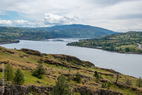 Grassy Hillside Springtime Flower Bloom at Coyote Wall Overlooking the Columbia River Gorge in Oregon   Washington