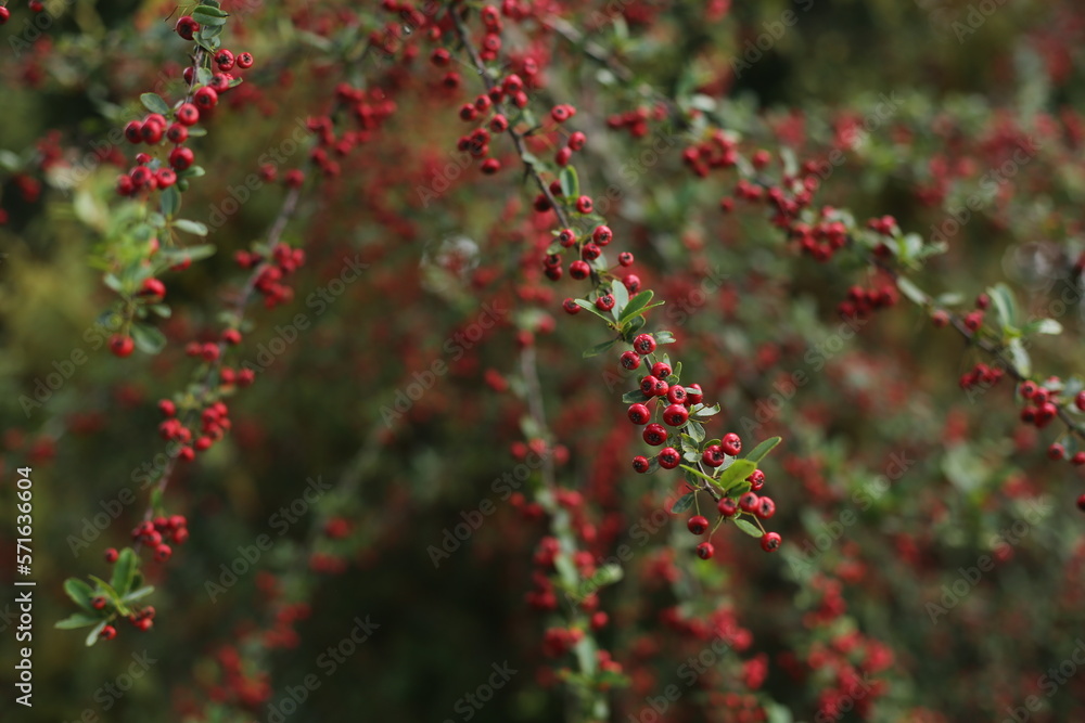 Red Berry or The Firethorn Red Berry or The Firethorn