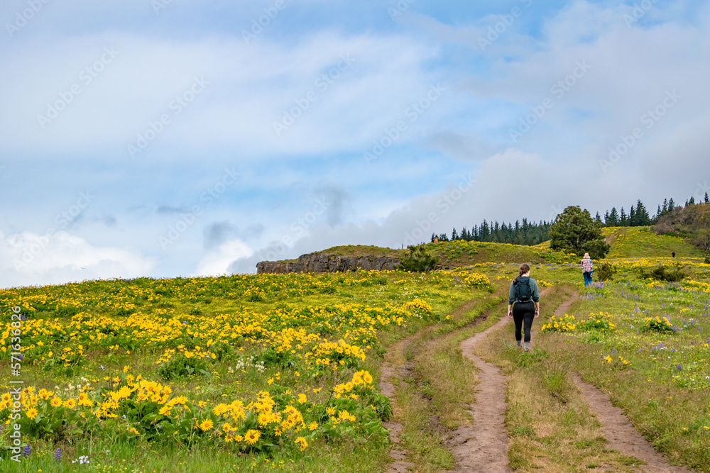 People Hiking Along Grassy Hillside During Springtime Flower Bloom at Coyote Wall in the Columbia River Gorge in Oregon & Washington
