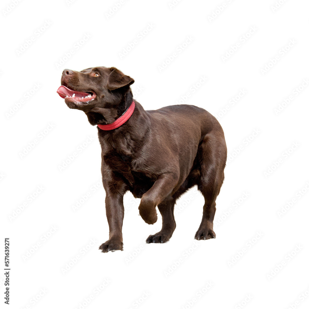 side view of a chocolate labrador retriever looking up side view of a chocolate labrador retriever looking up