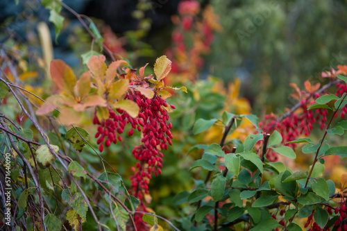Colorful bright branches of...