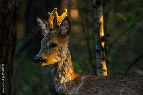 Junger Rehbock in der Morgensonne... photo