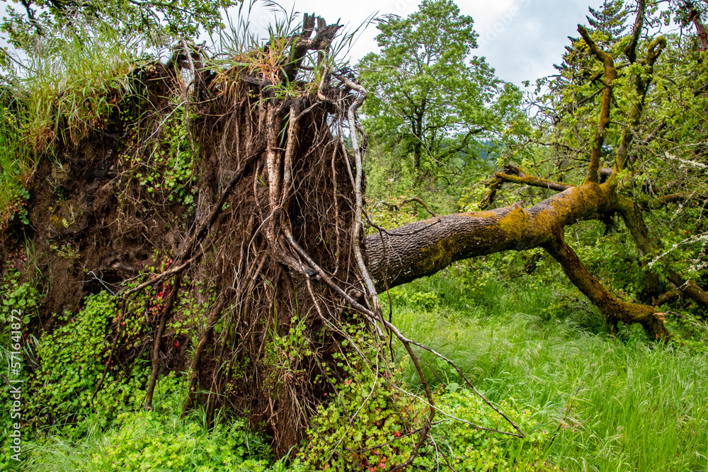 Fototapeta premium Tree Fallen Showing Roots at Carnassia Nature Preserve - Portland, OR