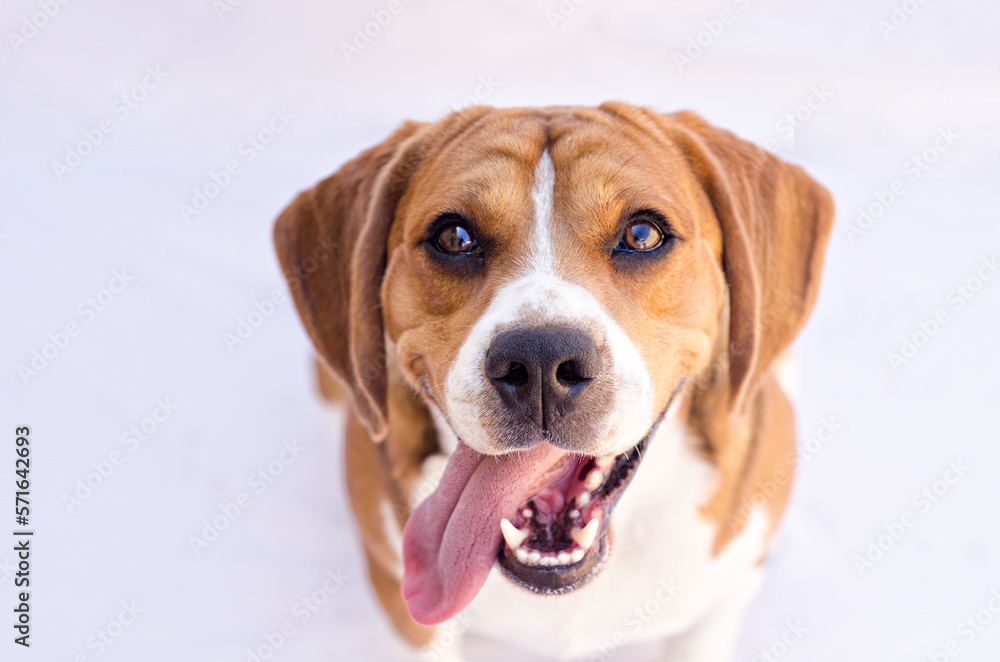 beagle puppy on white