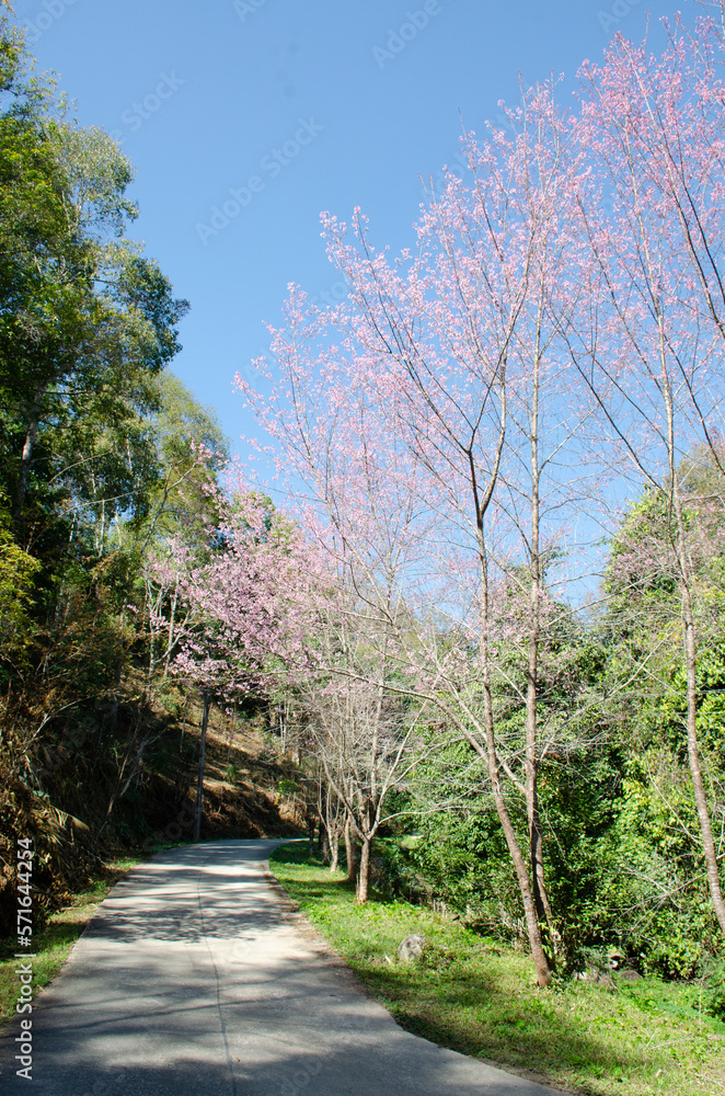 concrete road path and Wild Himalayan Cherry (Prunus cerasoides) with blue sky concrete road path and Wild Himalayan Cherry (Prunus cerasoides) with blue sky