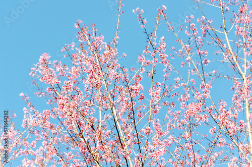 Wild Himalayan Cherry (Prunus cerasoides) with blue sky