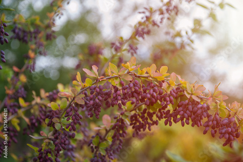 Colorful bright branches of...