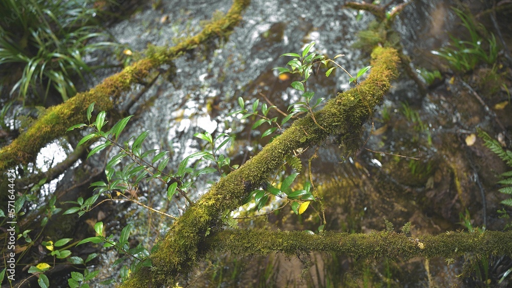 Water flows from over the rocks through green plant the roots with moss on them in tropical rianforest Water flows from over the rocks through green plant the roots with moss on them in tropical rianforest