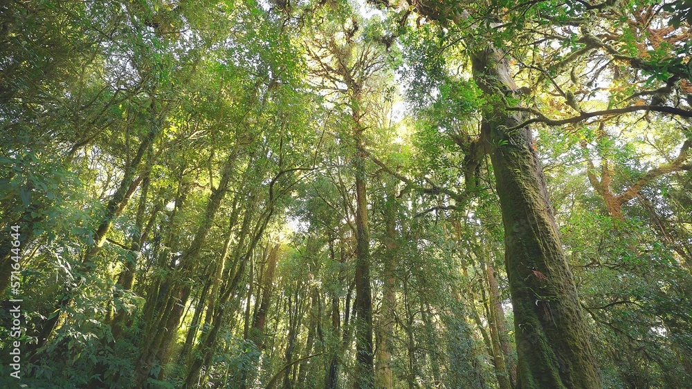 Obraz premium Wild pine forest with green moss under trees beautiful sunny and sunrise in the forest