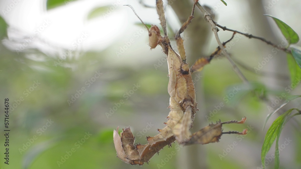 Wood grasshopper perched on a tree trunk Wood grasshopper perched on a tree trunk