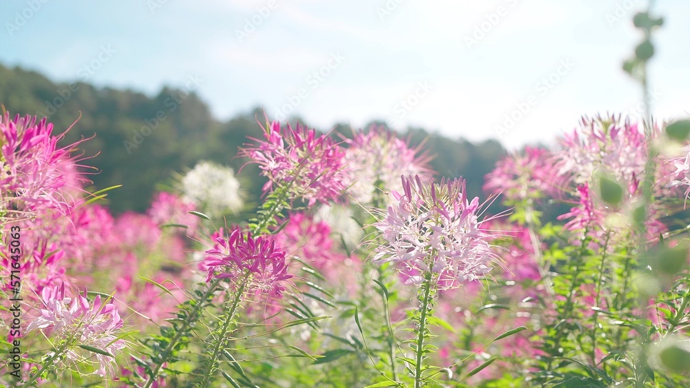 Obraz premium Beautiful colorful spider flowers blossom in the flower field and beautiful sky