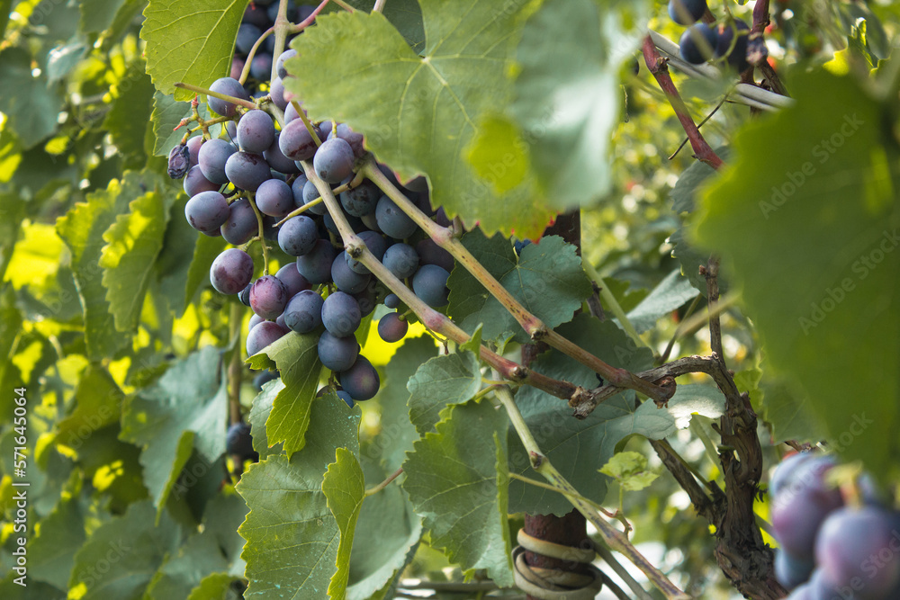Ripe juicy blue wine grapes in organic garden on a blurred background. Eco-friendly natural products, rich fruit harvest. Close up macro. Copy space for your text. Selective focus. Ripe juicy blue wine grapes in organic garden on a blurred background. Eco-friendly natural products, rich fruit harvest. Close up macro. Copy space for your text. Selective focus.