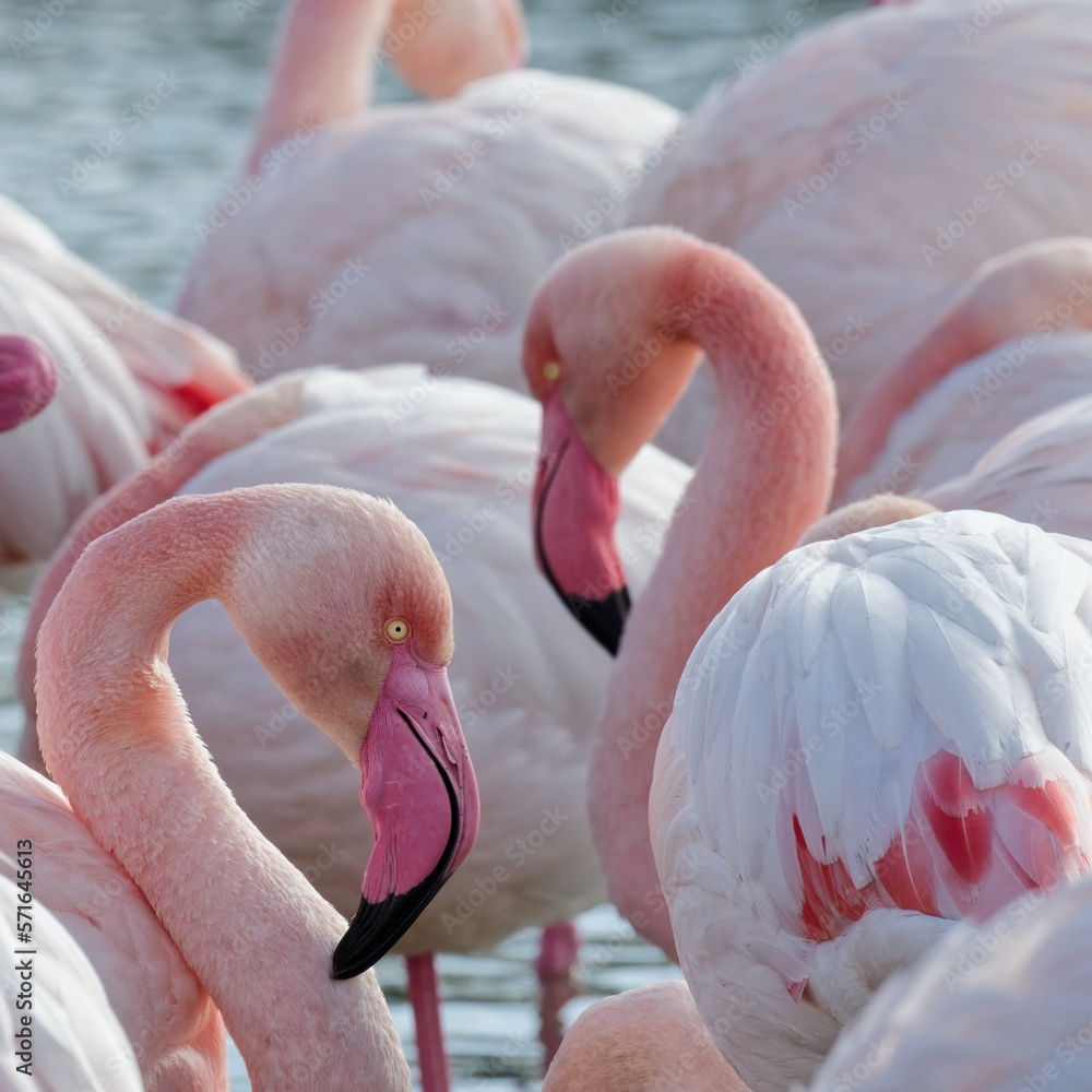 Naklejka premium flamant rose - phoenicopterus roseus 