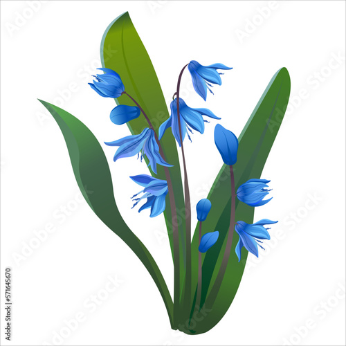 Set of blue spring squill leaf and stem vector flowers, symbol of spring and spring holidays