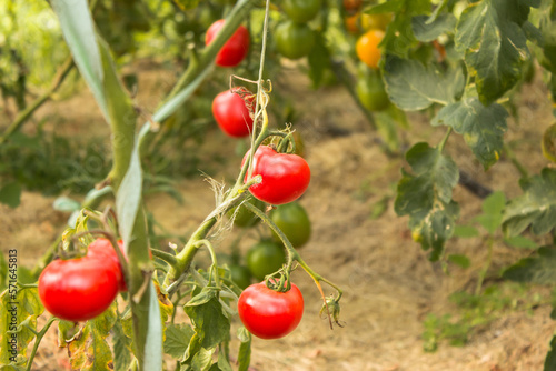 ripe and unripe tomatoes in organic garden on a blurred background. Eco natural products, rich fruit harvest. Close up macro. Copy space for your text. Selective focus.