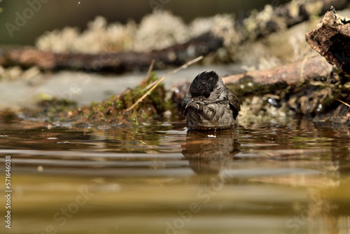 curruca capirotada bañandose en el estanque del parque (Sylvia atricapilla) © JOSE ANTONIO