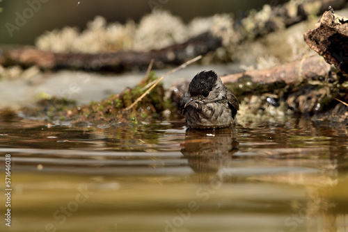 curruca capirotada bañandose en el estanque del parque (Sylvia atricapilla)