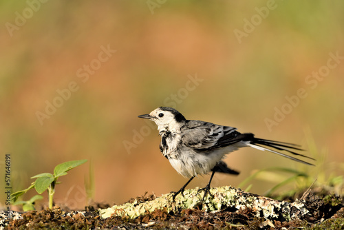 lavandera blanca en el estanque (Motacilla alba) Marbella Andalucía España 