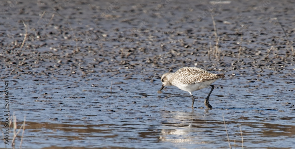 Fototapeta premium pluvier argenté - pluvialis squatarola