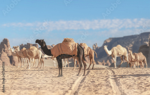 Group of light brown and darn brown Camels in the desert of Alula, Medinah, Saudi Arabia