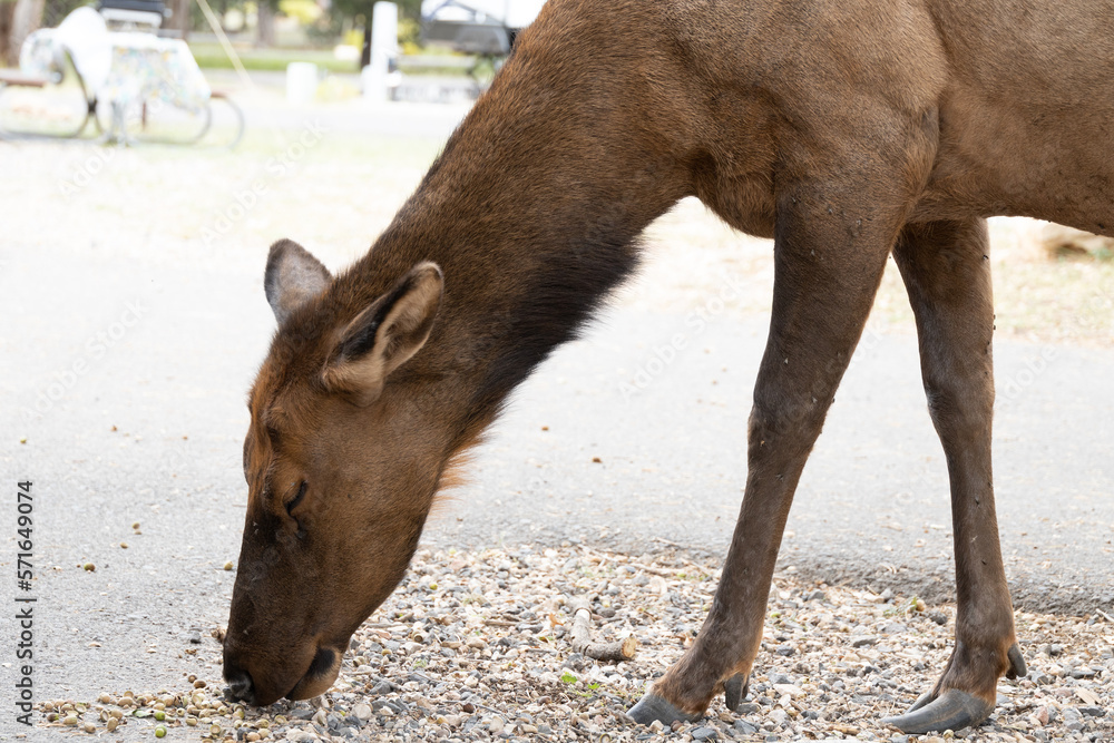 Fototapeta premium Female elk eating acorns 