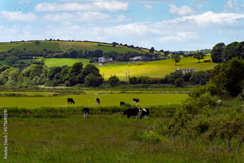 A cows on a meadow. Hilly agrarian landscape. Clear blue sky with white clouds. Black and white cow on green grass field