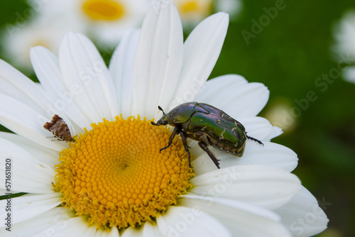the house beetle crawls in summer flowers, daisies