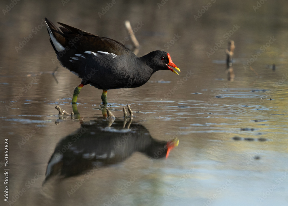 Common Moorhen feeding at Asker marsh, Bahrain Common Moorhen feeding at Asker marsh, Bahrain
