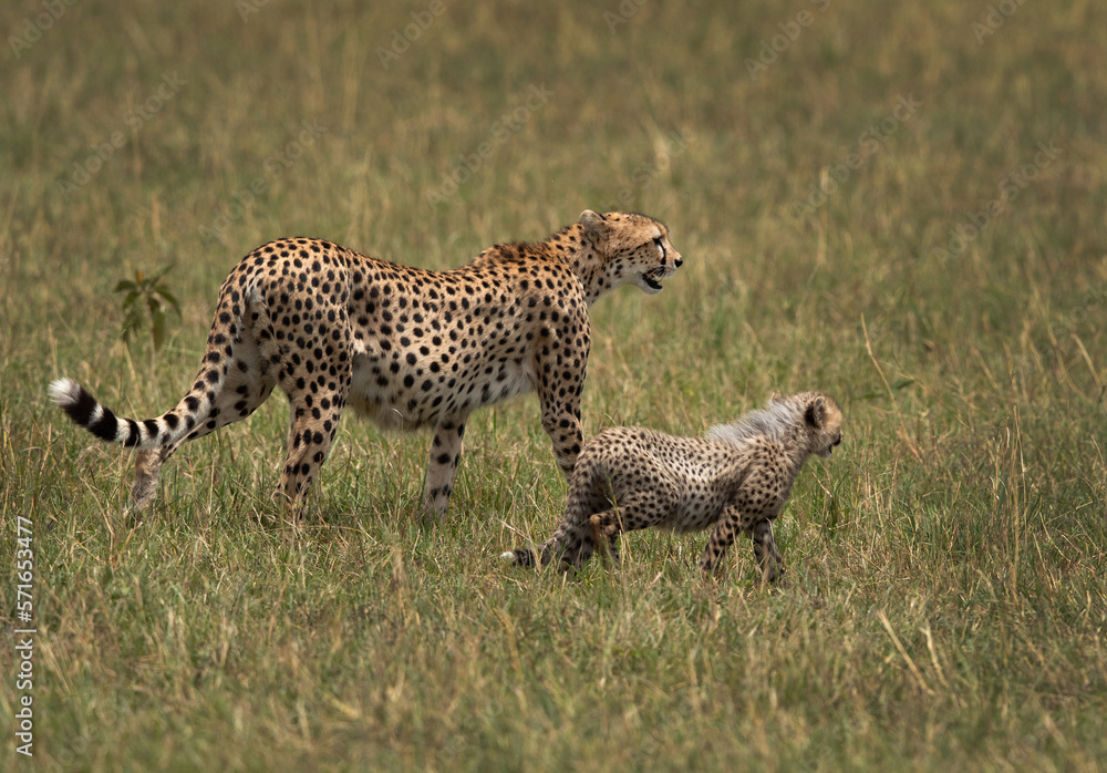 Obraz premium Mother with cub at Masai Mara, Kenya