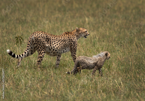 Mother with cub at Masai Mara, Kenya