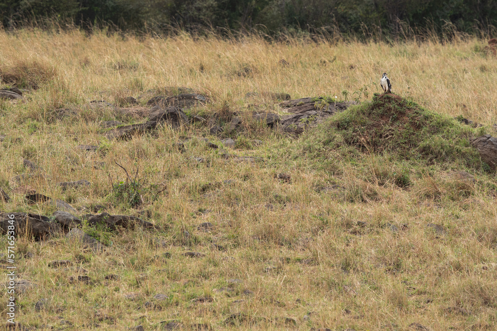 A Augur buzzard in its habitat at Masai Mara, Kenya A Augur buzzard in its habitat at Masai Mara, Kenya