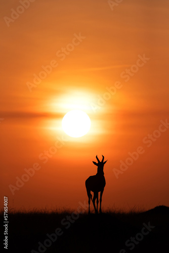 Silhouette of Topi during sunrise at Masai Mara  Kenya