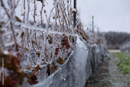 moral integrity vineyard ;grape wrapped by ice;Icewine;
Niagara photo