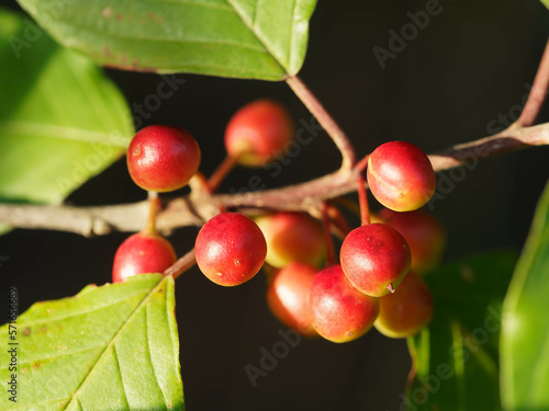 Unreife Früchte des Faulbaumes photo