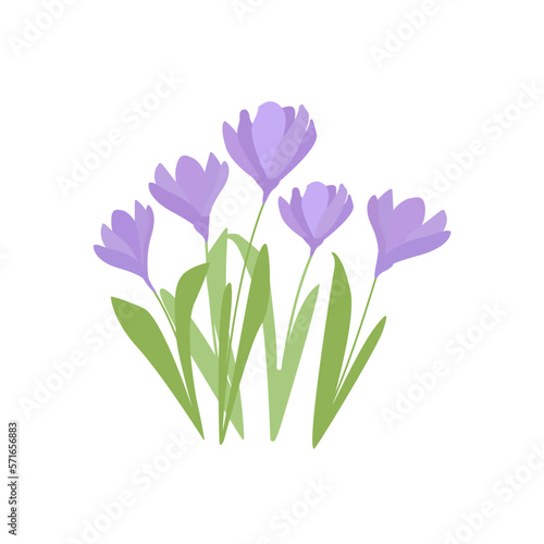 Vector set of violet crocus flowers with leaves and flowers isolated on white. First spring flowers