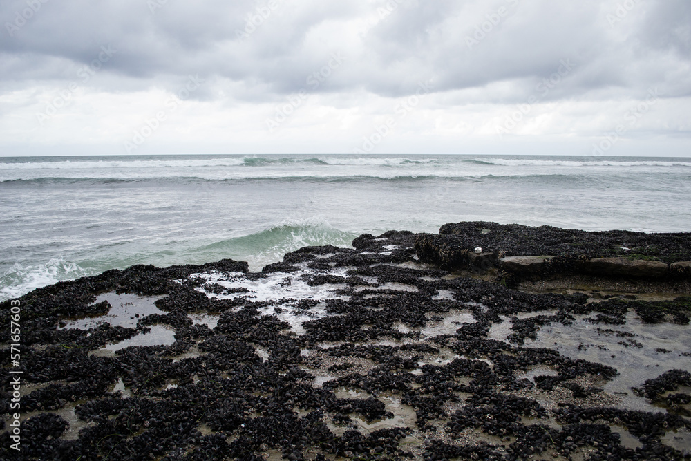Mussels on the rocks on the ocean coast Mussels on the rocks on the ocean coast