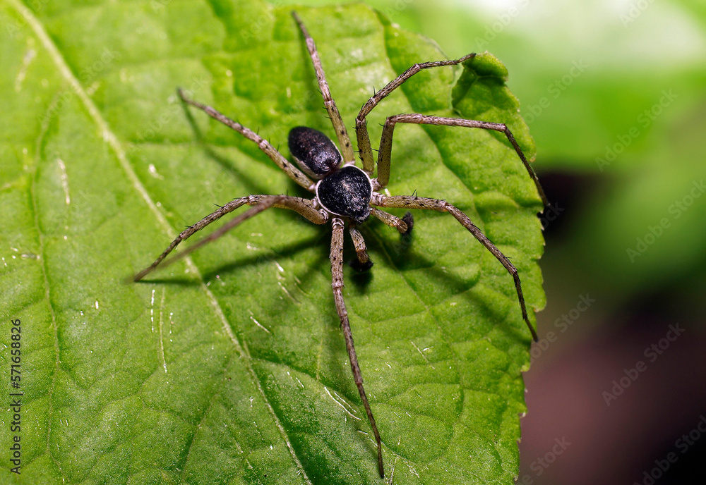 Philodromids, or isopods (lat. Philodromidae) - a family of araneomorphic spiders Philodromids, or isopods (lat. Philodromidae) - a family of araneomorphic spiders